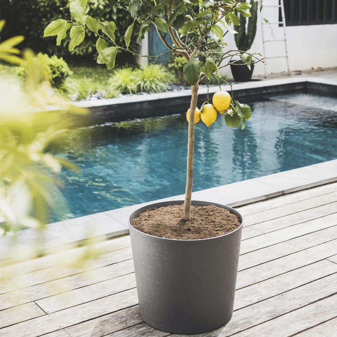Pot de fleurs conique, aspect calcaire ELEMENT conique Ø 50 cm anthracite POÉTIC - Pot de fleurs conique Poétic ELEMENT conique Ø 50 cm anthracite, en situation au bord d'une piscine