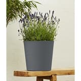 Pot de fleurs conique, aspect calcaire ELEMENT conique Ø 25 cm anthracite POÉTIC - Pot de fleurs conique Poétic ELEMENT conique Ø 25 cm anthracite, en situation avec des lavandes